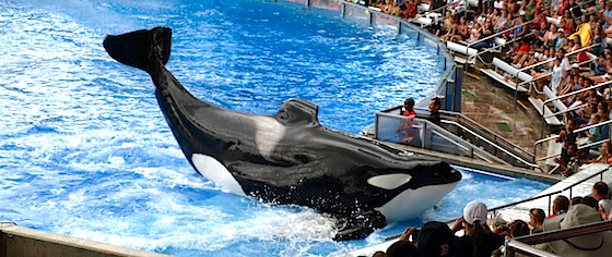 What's Wrong with SeaWorld?
