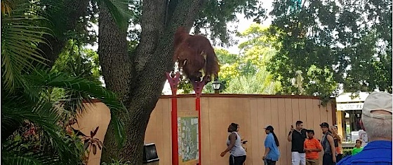 Busch Gardens Tampa land cleared after orangutan escape
