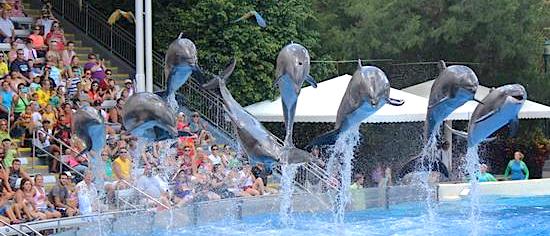 Dolphin show changes are coming to SeaWorld Orlando