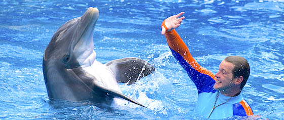 Dolphin Days opens at SeaWorld Orlando, replacing Blue Horizons