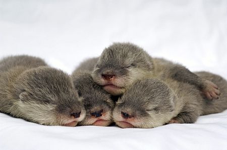Baby otters at SeaWorld