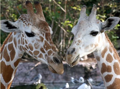 Giraffes at Busch Gardens Tampa