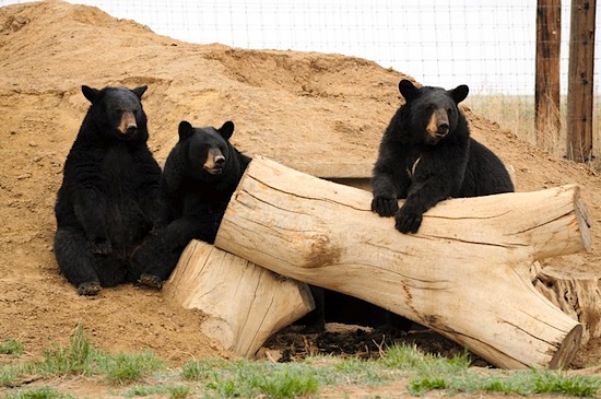 Bear habitat