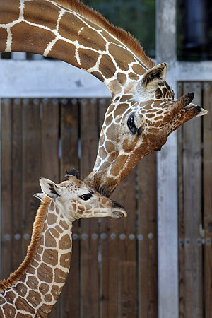 Baby giraffe at Walt Disney World