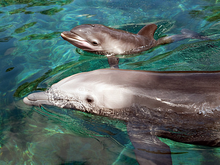 Dolphin calf and mom