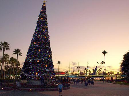 Christmas tree at sunset