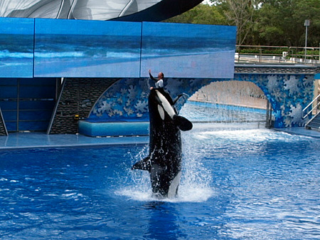 SeaWorld trainer and orca