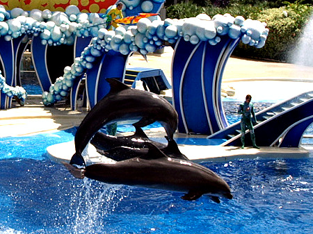 Dolphins at SeaWorld Orlando