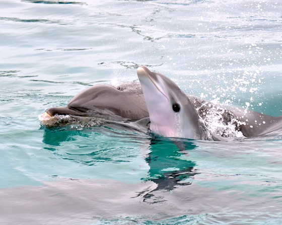 Baby dolphin