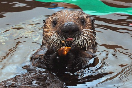 Rescued sea otter at SeaWorld in San Diego