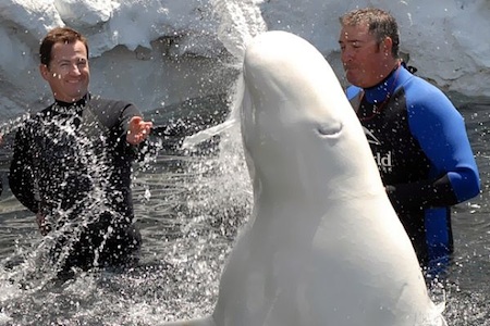 Beluga Interaction at SeaWorld
