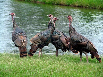 Wild turkeys in Florida
