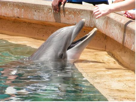 SeaWorld dolphin