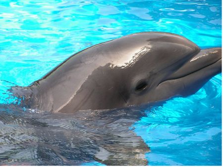 Dolphin at SeaWorld