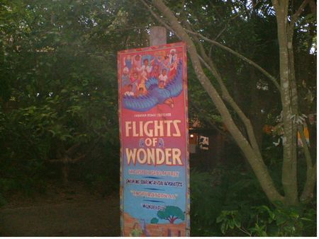 Flights of Wonder photo, from ThemeParkInsider.com