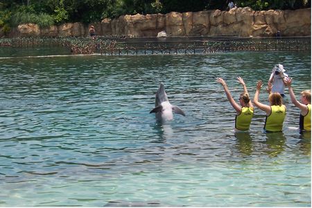 The Dolphin Lagoon photo, from ThemeParkInsider.com