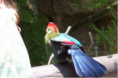 Tropical Bird Aviary photo, from ThemeParkInsider.com