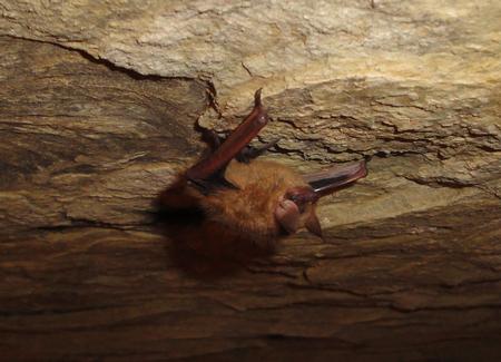 Bat in Marvel Cave