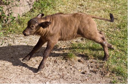 Baby Cape buffalo
