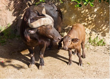 Mom and daughter Cape buffalo