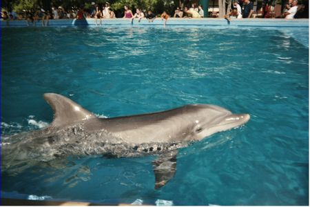 Photo of Dolphin Cove