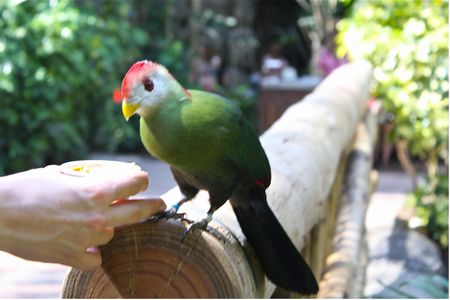 Tropical Bird Aviary photo, from ThemeParkInsider.com