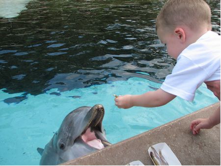 Feeding the dolphins at SeaWorld