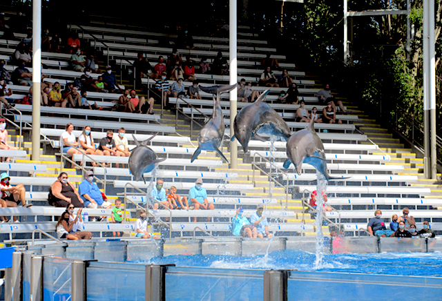 Crowd at the dolphin show