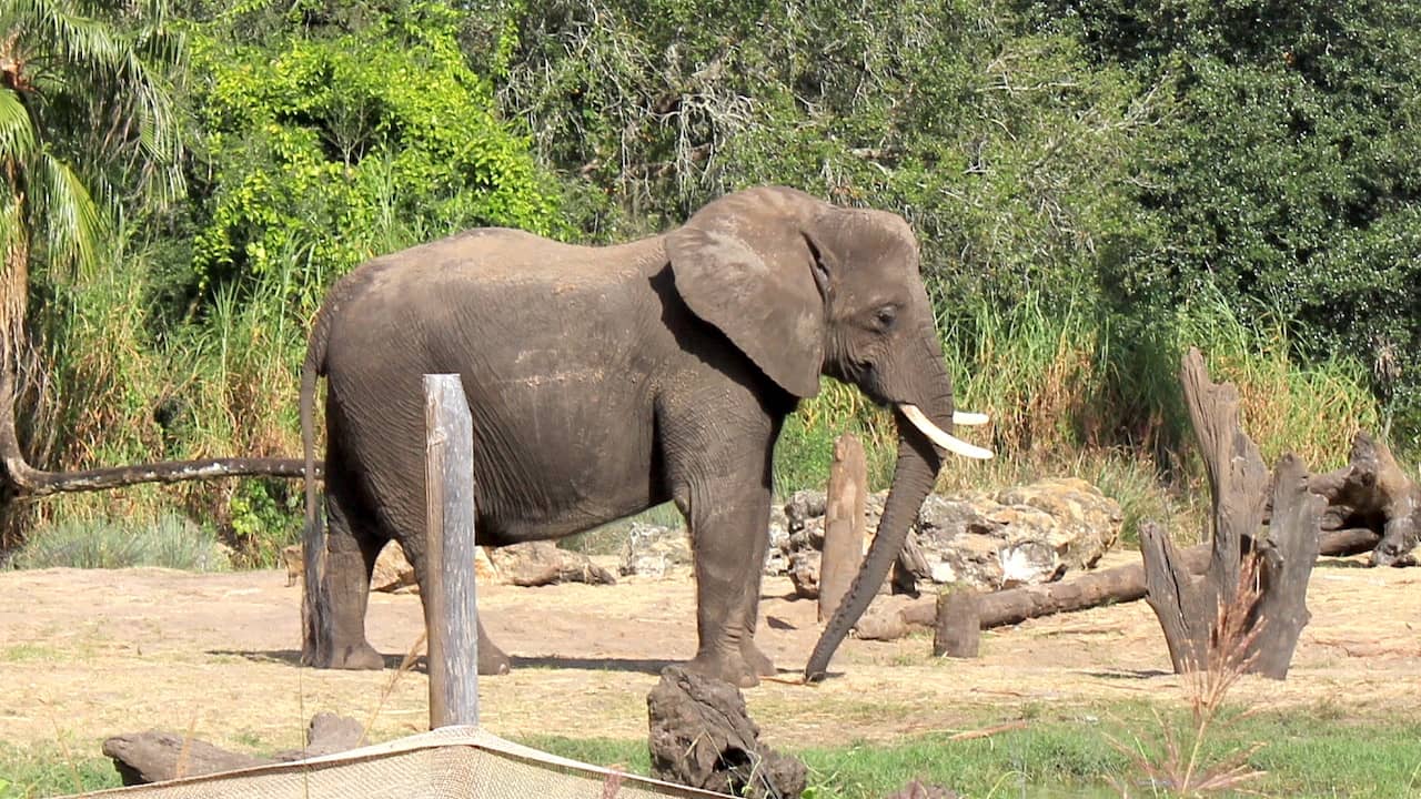 Elephant on Disney's Kilimanjaro Safaris
