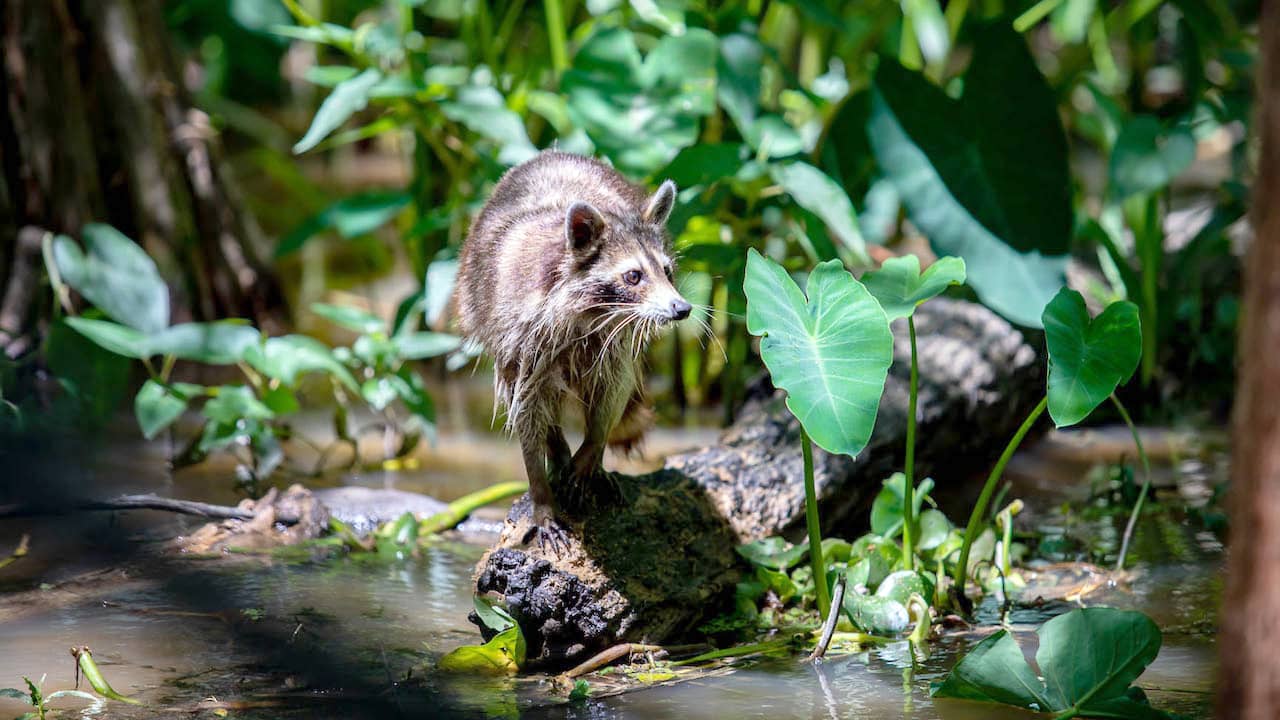 Raccoon in the bayou