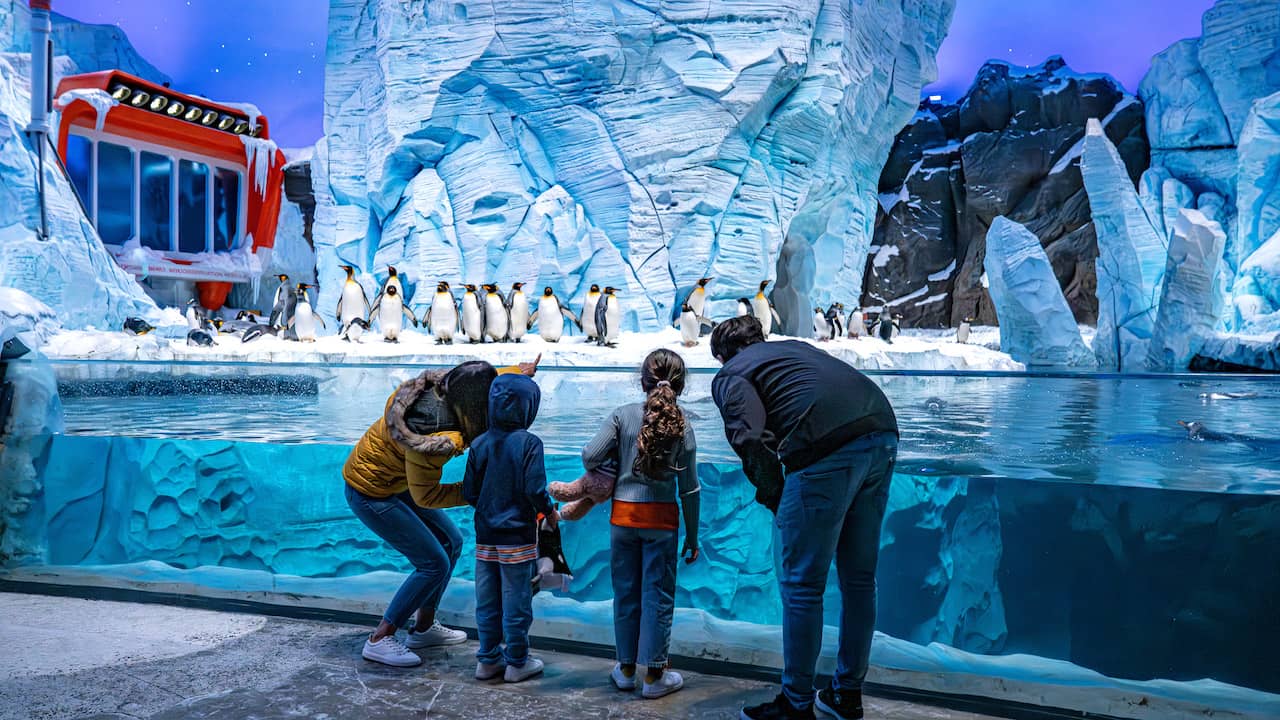 Penguin Encounter at SeaWorld Abu Dhabi