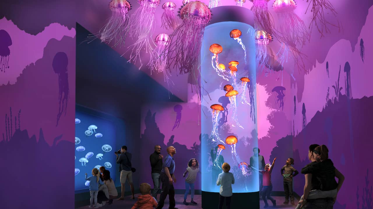 Jewels of the Sea: The Jellyfish Experience