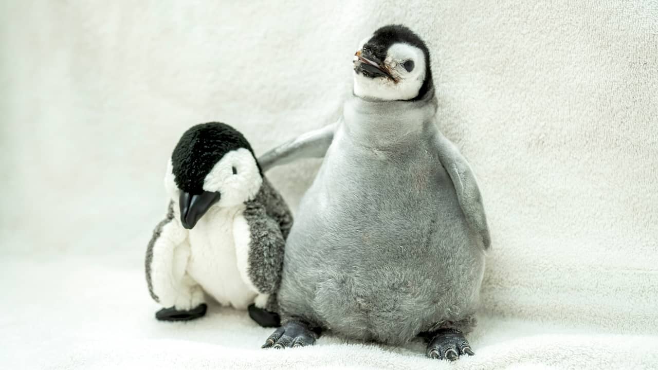Pearl, the penguin chick