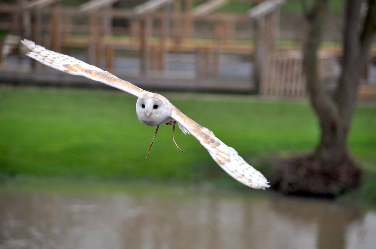 Superb Owl in flight
