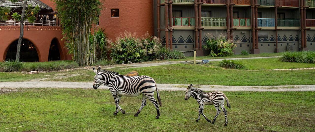 Walt Disney World Wins Best Hotel Award for Animal Kingdom Lodge