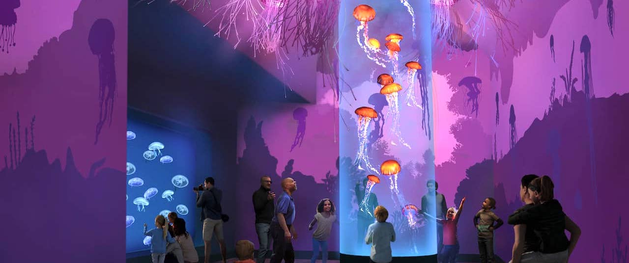 SeaWorld San Diego is getting a new jellyfish exhibit