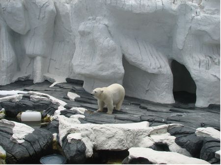 Wild Arctic photo, from ThemeParkInsider.com
